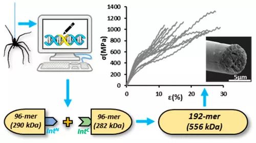 科学家通过修改DNA让细菌吐出蛛丝？